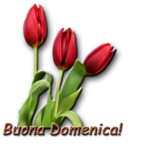 🌷 Buona Domenica! цветы, тюльпаны, красный, приветствие, воскресенье telegram sticker