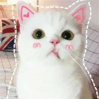🌸 猫, 可愛い, 耳, 動物, カワイイ telegram sticker
