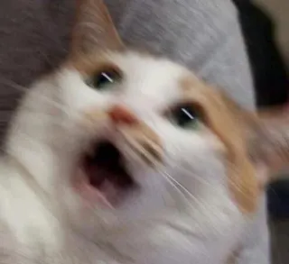 🙀 gato, chocado, engraçado, animal, meme whatsapp sticker