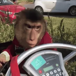🗿 monkey, animal, meme, cute, funny, ape, primate telegram sticker