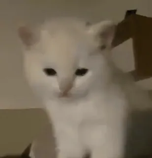❤️ 猫, 子猫, 白猫, かわいい, 動物, ペット telegram sticker
