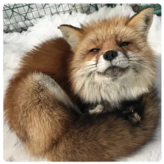 😌 fox, animal, snow, cute, wildlife, winter, mammal, nature telegram sticker