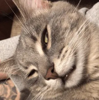 😑 Katze, graue Katze, lustige Katze, Tier, Haustier, Säugetier, Haustier telegram sticker