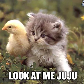 ☹ LOOK AT ME JUJU gato, gatito, pollito, pájaro, animal, lindo telegram sticker