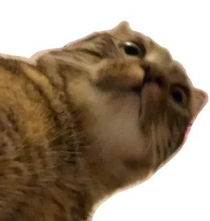 😹 kot, śmieszne, zwierzę, zwierzak, mem, słodkie, koci telegram sticker