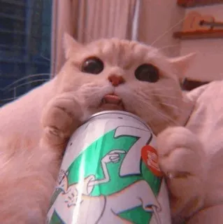 🧁 kot, zwierzę, napój, soda, język, słodki, śmieszne telegram sticker