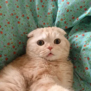 😨 cat, cute, pet, animal, scottish fold, kitten, funny telegram sticker