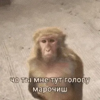😠 ЧО ТЫ МНЕ ТУТ ГОЛОВУ МАРОЧИШ singe, animal, drôle, russe, mème whatsapp sticker
