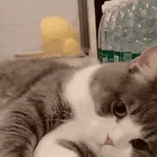 🐱 cat, pet, animal, kitten, cute, domestic, feline, mammal whatsapp sticker