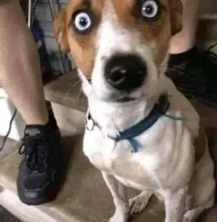 🌹 perro, animal, mascota, ojos, asustado, gracioso telegram sticker
