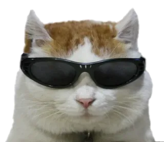 😎 cat, sunglasses, cool, animal, pet telegram sticker