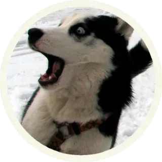 🙁 hond, husky, dier, huisdier, sneeuw, grappig, meme telegram sticker