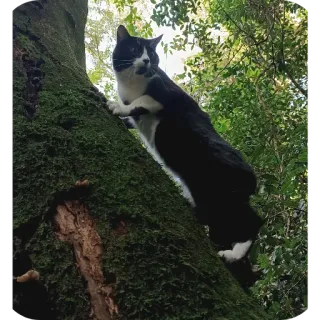 🐦 cat, tree, climbing, black and white cat, nature telegram sticker