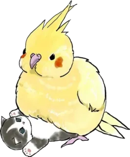 🦜 parkit australia, burung, hewan peliharaan, hewan, burung beo, lucu, kucing telegram sticker