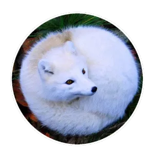 🦊 Tier, Fuchs, Polarfuchs, Weißfuchs, süß, Wildtier, Natur telegram sticker