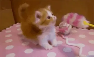 🎀 kätzchen, katze, süß, tier, haustier whatsapp sticker