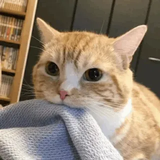 🍣 猫, 動物, かわいい, ペット, 茶トラ, 飼い猫 telegram sticker