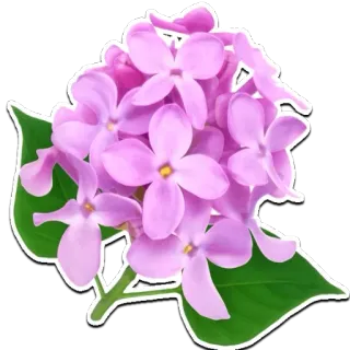 🌸 flower, lilac, plant, purple, nature, floral whatsapp sticker