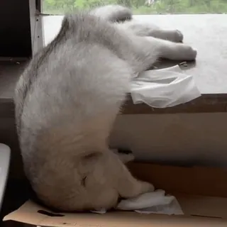 🤩 perro, husky, durmiendo, animal, mascota whatsapp sticker