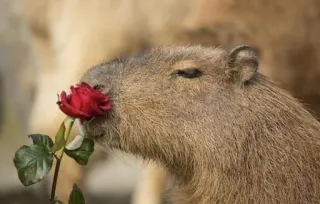 🌹 capybara, rose, animal, mignon, fleur whatsapp sticker