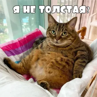 🐷 Я НЕ ТОЛСТАЯ? кот, смешной, животное, домашний, питомец telegram sticker