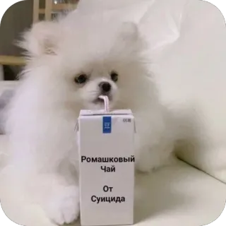 🫥 Ромашковый Чай От Суицида telegram sticker