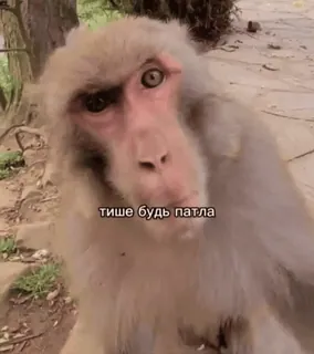 😔 тише будь патла monkey, animal, meme telegram sticker
