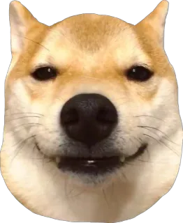 😏 Shiba Inu, Hund, Tier, Meme, Doge, Haustier, süß, Aufkleber telegram sticker