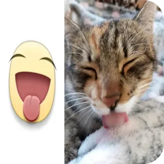 🐱 chat, lécher, emoji, joyeux, animal, animal de compagnie telegram sticker