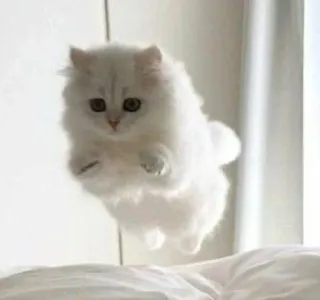 🎀 cat, white, fluffy, jumping, pet, animal whatsapp sticker