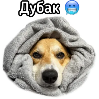 🥶 Дубак hond, koud, winter, dier, deken, russisch telegram sticker