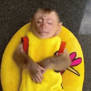😴 monkey, animal, sleepy, cute telegram sticker