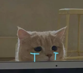 💓 gatto, triste, piangere, lacrime, animale, animale domestico telegram sticker