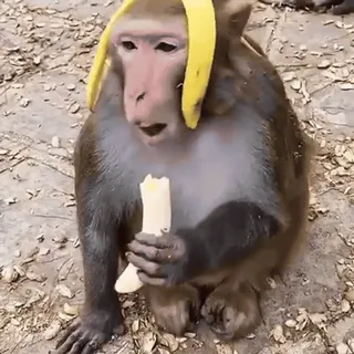 😇 macaco, banana, animal, fofo, primata, engraçado, vida selvagem whatsapp sticker