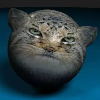 🧼 Katze, Tier, Wildkatze, Säugetier, Katzenartig, Manul whatsapp sticker