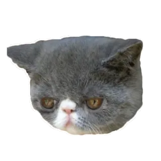 😕 cat, exotic shorthair, pet, animal, sticker telegram sticker
