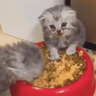 😊 kitten, cats, cute, animals, eating, food, domestic animals whatsapp sticker