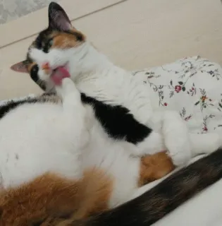 🤔 kucing, menjilat, hewan, belang tiga, kucing domestik, felin telegram sticker
