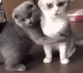 💗 cats, kittens, cute, animals, hugging, affection whatsapp sticker