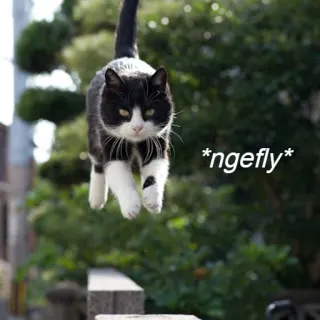 😳 *ngefly* แมว, บิน, แมวขาวดำ, สัตว์, น่ารัก telegram sticker