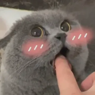 😳 Katze, süß, Tier, Haustier, lustig, Meme telegram sticker