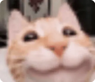🌟 Cat cat, feline, meme, funny, cute, smile, happy telegram sticker