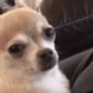 🫠 chien, chihuahua, petit, mignon, animal, animal de compagnie whatsapp sticker