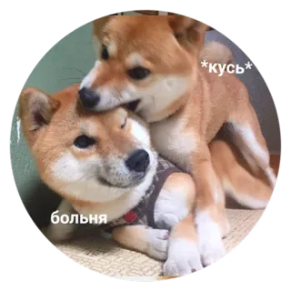 😠 *кусь* больня 犬, 柴犬, かわいい, 動物, ステッカー telegram sticker