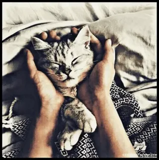 🐾 Katze, Kätzchen, Haustier, Tier, süß, Hände, schlafend, Hauskatze telegram sticker