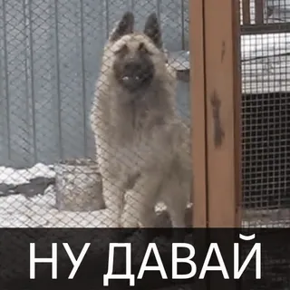 👏 НУ ДАВАЙ cane, animale, russo, testo, sfida, espressione telegram sticker
