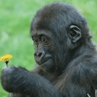🌻 Gorilla, Tier, Blume, Natur, Affe telegram sticker