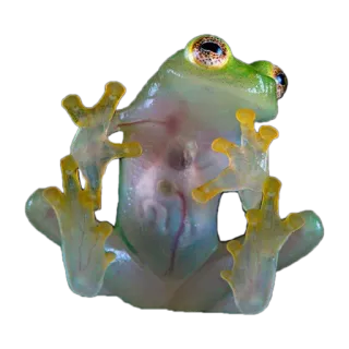 🐸 カエル, アマガエル, 動物, 両生類, 自然, 野生動物, 透明 telegram sticker