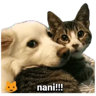 😸 nani!!! dog, cat, pet, animals, friendship, surprise telegram sticker