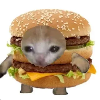🍩 Katze, Burger, Essen, Tier, Meme, traurige Katze telegram sticker